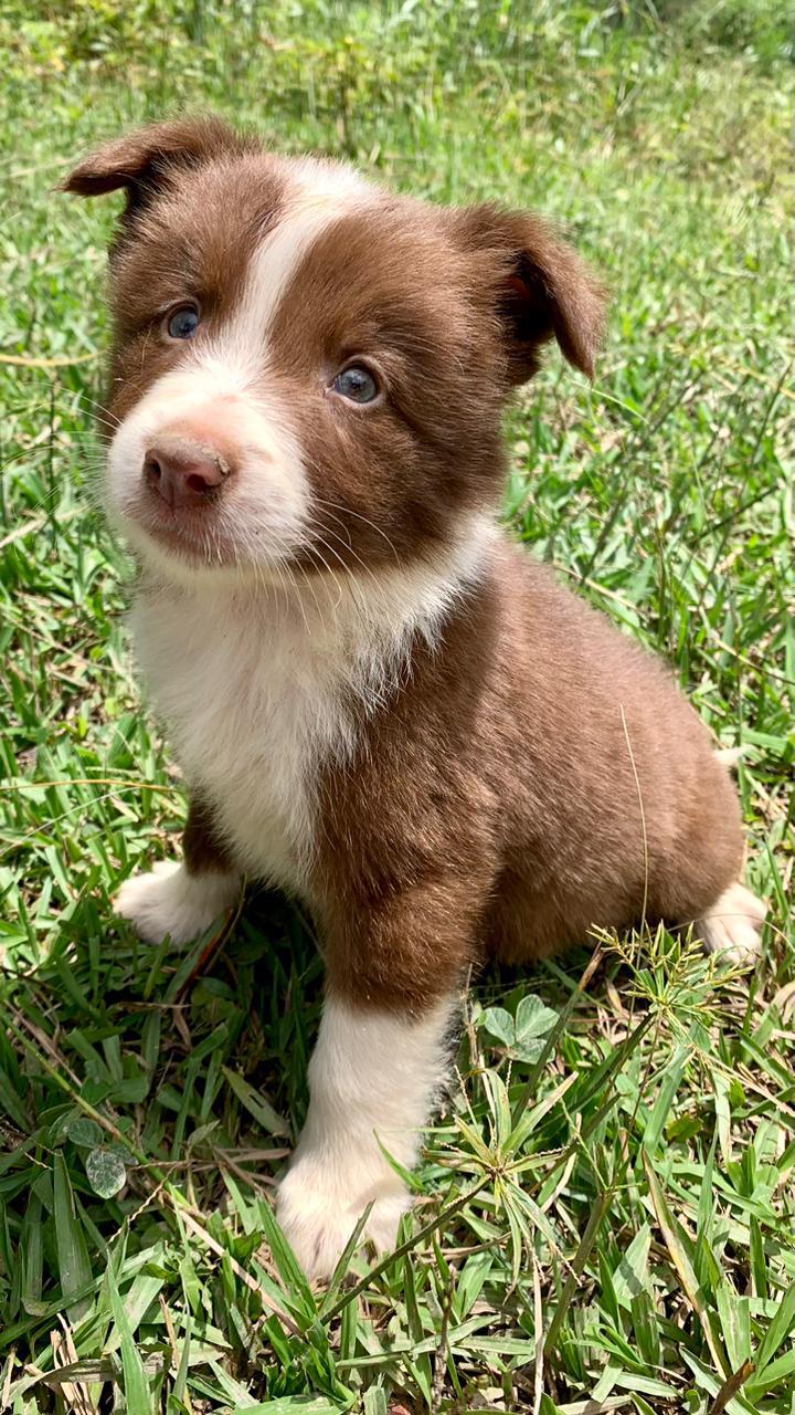 Border Collie Machos